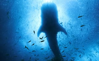 Картинка рыба, подводный мир, подводный, акула, хищник, огромный, вода, море, океан