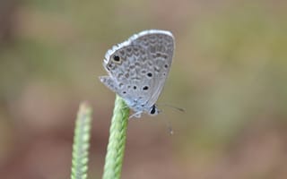 Картинка бабочка, насекомое, насекомые, природа, колосок, колос, растение