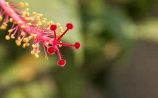 Картинка цветок, цветущий, природа, макро, крупный план