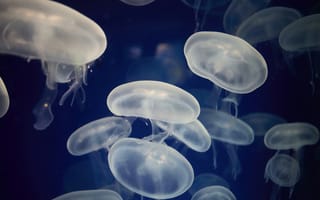 Картинка медуза, подводный мир, щупальца, глубоко, океан, море, вода, животное, подводный