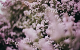 Картинка цветок, цветение, цветущий, цветы, растение, растения, цветочный, розовый, девчачий, для девочек