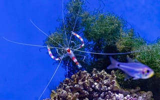 Картинка креветка, рыба, подводный мир, подводный, коралл, коралловый риф, экзотический, тропическая, море, океан, вода