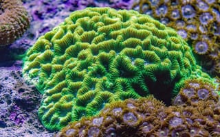 Картинка коралл, коралловый риф, экзотический, тропическая, подводный мир, подводный, зеленый, морское дно, море, океан, вода