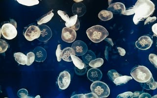 Картинка медуза, подводный мир, щупальца, глубоко, океан, море, вода, животное, подводный