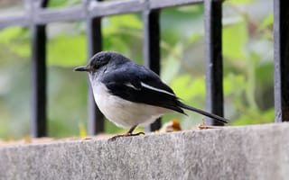Картинка малиновка, птица, птицы, животное, животные
