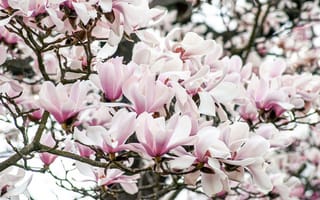 Картинка магнолия, цветок, цветущий, весна, весенние, время года, сезоны, сезонные, природа, девчачий, для девочек, розовый, белый