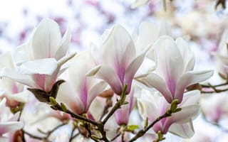 Картинка магнолия, цветок, цветущий, весна, весенние, время года, сезоны, сезонные, природа, белый