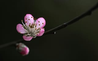 Картинка цветок, цветение, цветущий, весна, весенние, время года, сезоны, сезонные, природа, макро, крупный план, розовый