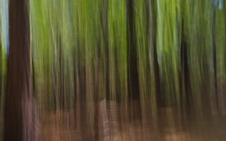 Картинка лес, деревья, дерево, природа, размытость, размытый, блюр