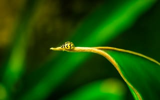 Картинка насекомые, насекомое, природа, жук, лист, растение, зеленый