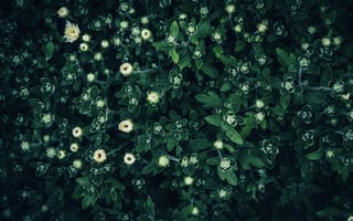 Картинка природа, растение, лист, цветок, цветущий