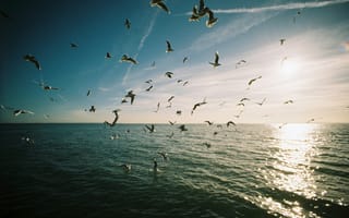 Картинка птица, птицы, животное, животные, полет, летит, стая, море, океан, вода, утро, утренний, рассвет, восход
