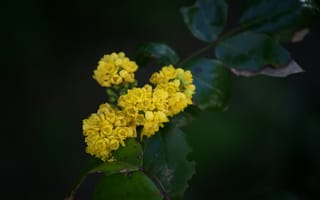 Картинка цветок, цветы, растение, растения, цветочный, желтый