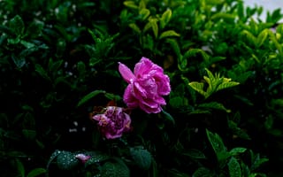 Картинка пион, цветок, цветущий, цветы, растение, растения, цветочный, лист, розовый