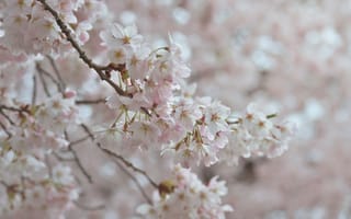 Картинка вишня, цветущий, цветок, цветение, весна, весенние, время года, сезоны, сезонные, природа, девчачий, для девочек, белый
