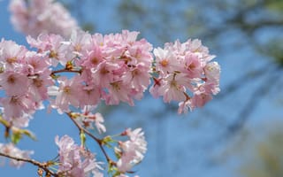 Картинка цветок, цветение, цветущий, весна, весенние, время года, сезоны, сезонные, природа, сакура, розовый, девчачий, для девочек, ветка, дерево