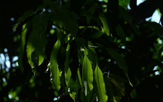 Картинка природа, ветка, дерево, лист, растение