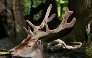 Картинка олень, животные, животное, природа, лес, деревья, дерево, рог, рога, самец, пятно, пятнистый