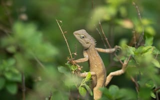 Картинка игуана, рептилия, животное, рептилии, животные, ящерица, ветка, лист, растение