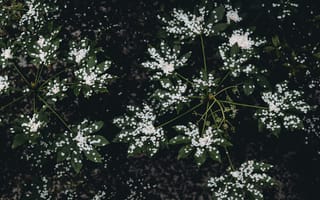 Картинка лист, растение, природа, лепесток