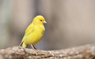 Картинка природа, желтый, бревно, полено, дерево