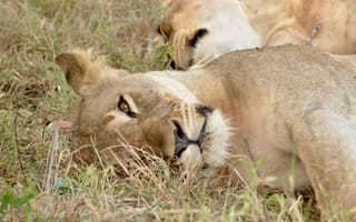 Картинка львица, лев, самка, дикие кошки, дикий, кошки, большие кошки, большая кошка, хищник, животные