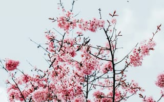 Картинка цветок, цветение, цветущий, весна, весенние, время года, сезоны, сезонные, природа, розовый, дерево, ветка