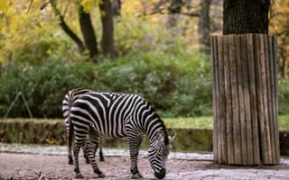 Картинка зебра, природа, отражение, осень, животные, зоопарк, пейзаж