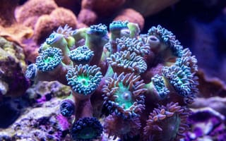 Картинка подводный мир, подводный, актиния, анемона, коралл, коралловый риф, экзотический, тропическая