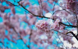 Картинка цветы, вишня, природа, пейзаж, весна, розовый, дерево