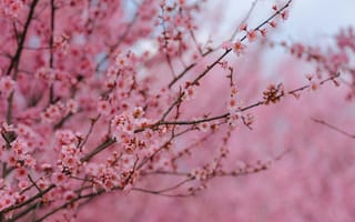 Картинка цветы, вишня, природа, розовый, весна, деревья, пейзаж