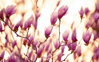 Картинка магнолия, цветы, природа, пейзаж, весна, розовый, красота