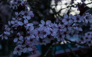 Картинка цветы, вишня, природа, пейзаж, красота, весна, розовый