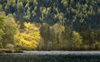 Картинка природа, озеро, лес, осень, деревья, пейзаж, жёлтые листья