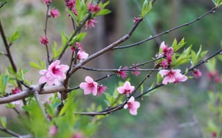 Картинка цветы, весна, природа, дерево, розовый, листья, пейзаж