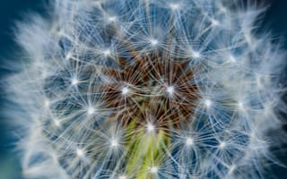 Картинка одуванчик, цветок, природа, макро, красота, пух, лето