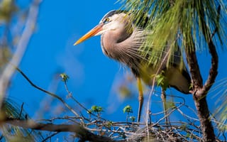 Картинка птица, природа, дерево, синий, гнездо, орнитология, фотография