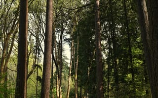 Картинка лес, деревья, природа, пейзаж, зелень, освещение, отдых