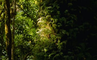 Картинка природа, лес, дерево, зеленый, растения, освещение, фото, фотообои
