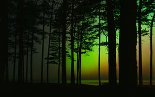 Картинка лес, свет, природа, ночь, деревья, северное сияние, пейзаж