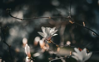 Картинка цветы, магнолия, природа, красота, фотография, обои, растения