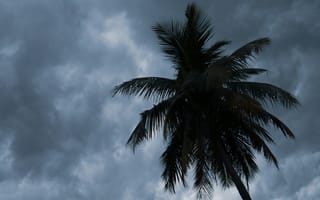 Картинка пальма, небо, облака, природа, темнота, пейзаж, тропики