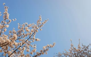 Картинка цветы, небо, весна, природа, деревья, пейзаж, белый