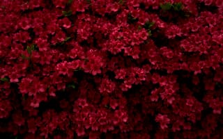 Картинка цветы, азалия, розовый, природа, растения, сад, красота