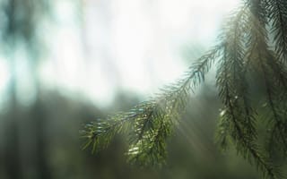 Картинка природа, деревья, свет, зелень, фото, обои, лес