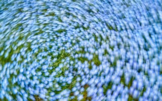 Картинка цветы, природа, размытость, синий, круг, пейзаж, весна