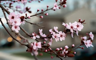 Картинка цветы, весна, природа, вишня, розовый, дерево, пейзаж