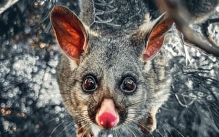 Картинка животное, прыжок, лицо, природа, пух, уши, глаз