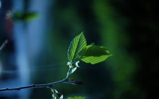 Картинка листья, природа, зелень, растение, фотография, освещение, макро