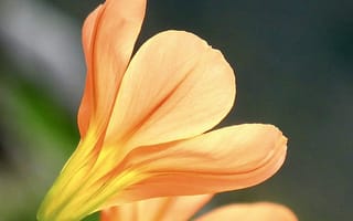Картинка цветок, природа, красота, оранжевый, детали, макро, растение